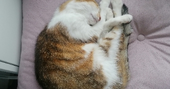 vanessa pet sitter à MONTPELLIER 34000_2
