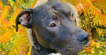 lou-ann pet sitter à Villeurbanne 69100_4