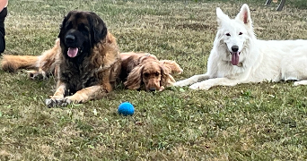 catherine dog sitter à DAMAS ET BETTEGNEY 88270_8
