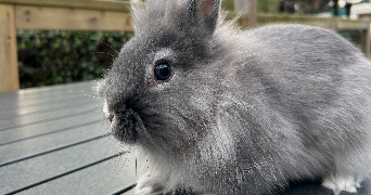 juliette pet sitter à SAUMUR 49400_4