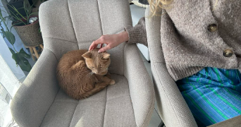 sophie pet sitter à MARQUETTE LEZ LILLE 59520_2
