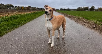 kimberley pet sitter à Le Manoir 27460