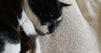 elodie pet sitter à GUJAN MESTRAS 33470_2