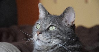 sylvie pet sitter à LILLE 59000_3