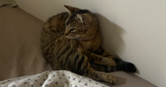 camille pet sitter à GRENOBLE 38000_7