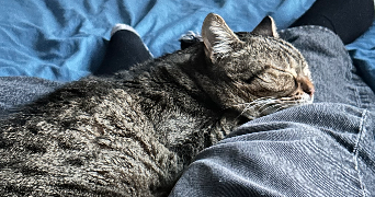 salomé pet sitter à PARIS 15 75015_1