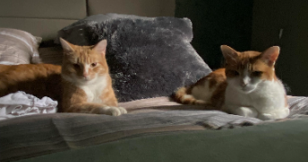 kim pet sitter à CALUIRE ET CUIRE 69300_1