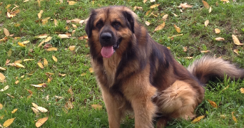 maëva pet sitter à CHAZELLES SUR LYON 42140_9