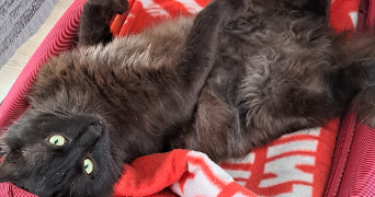 daphné pet sitter à ROUEN 76000_2
