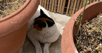 meryem cat sitter à MONTPELLIER 34000_1