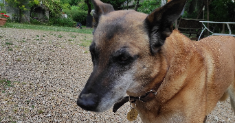 syrielle pet sitter à LOCHES 37600_4