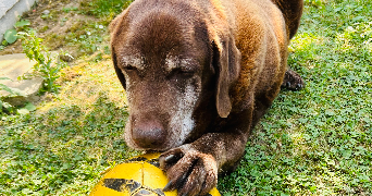 nellyna pet sitter à SERQUIGNY 27470_3