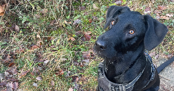 thomas dog sitter à ROMANS SUR ISERE 26100_1