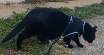 maëlys pet sitter à NANTES 44000_3