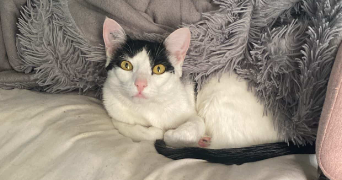 mylene pet sitter à VERNAISON 69390_1