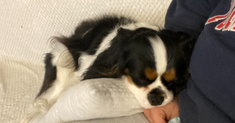naomie pet sitter à VILLIERS SUR MARNE 94350_2