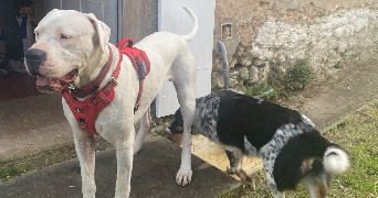 clémence pet sitter à BORDEAUX 33000_2