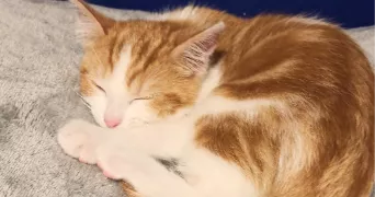 Anaïs pet sitter à Questembert 56230