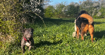 julie pet sitter à BESANCON 25000_3