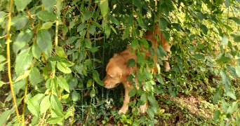 elodie pet sitter à SILLINGY 74330_8