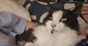 valerie pet sitter à Montpellier 34070_6
