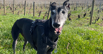 montana pet sitter à CORBERON 21250_5