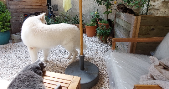 marine pet sitter à CADEROUSSE 84860_7