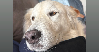 camille pet sitter à BORDEAUX 33000_3
