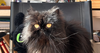 noé cat sitter à BOUGUENAIS 44000_0