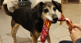 saphyra pet sitter à OBJAT 19130_1