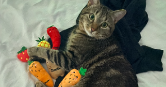 manon pet sitter à BURBURE 62151_6