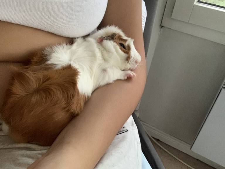 wionna  pet sitter à Carrieres-sous-poissy 78955_0