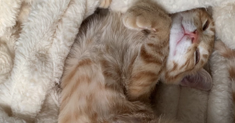 martia pet sitter à PAMIERS 09100_4