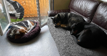 christine pet sitter à GIF SUR YVETTE 91190_6