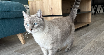 mickaela pet sitter à Saint brieuc 22000_5