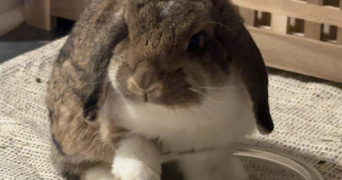 emma pet sitter à STRASBOURG 67100_0