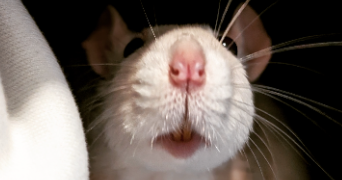 manon pet sitter à GUJAN MESTRAS 33470_7