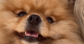 dorothée pet sitter à TOULOUSE 31400_3