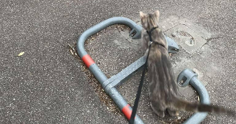 lola pet sitter à COURCELLES SUR NIED 57530_1