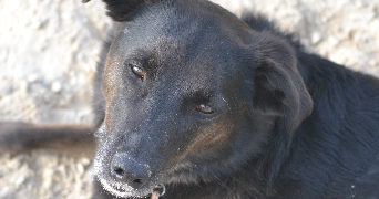 elise pet sitter à VILLEFRANCHE SUR SAONE 69400_1
