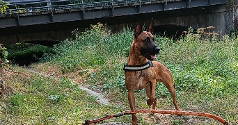 valentin  pet sitter à Alès 30100_1