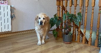 sylvie pet sitter à OLORON STE MARIE 64400_2