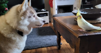 jade pet sitter à HEROUVILLE ST CLAIR 14200_3