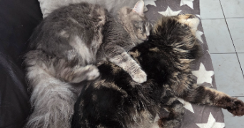 kelly pet sitter à PERPIGNAN 66100_3