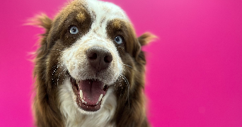 severine pet sitter à BLOTZHEIM 68730_3