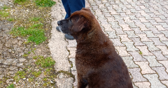 laetitia dog sitter à Tréclun 21130_2