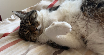 apolline pet sitter à SOUPPES SUR LOING 77460_3