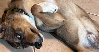 margaux pet sitter à BEZIERS 34500_1