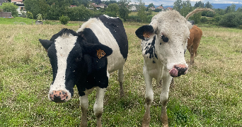 louba pet sitter à LA VOIVRE 88470_2