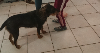 steven pet sitter à PLOUDALMEZEAU 29830_3